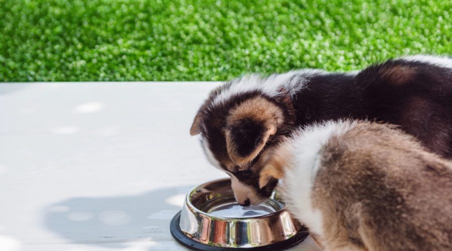 Pet-friendly artificial lawns in Hull